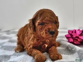 Mini Goldendoodle dogs Berry - Ad 4