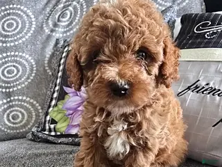 Miniature Poodle dogs Lettie - Ad 30