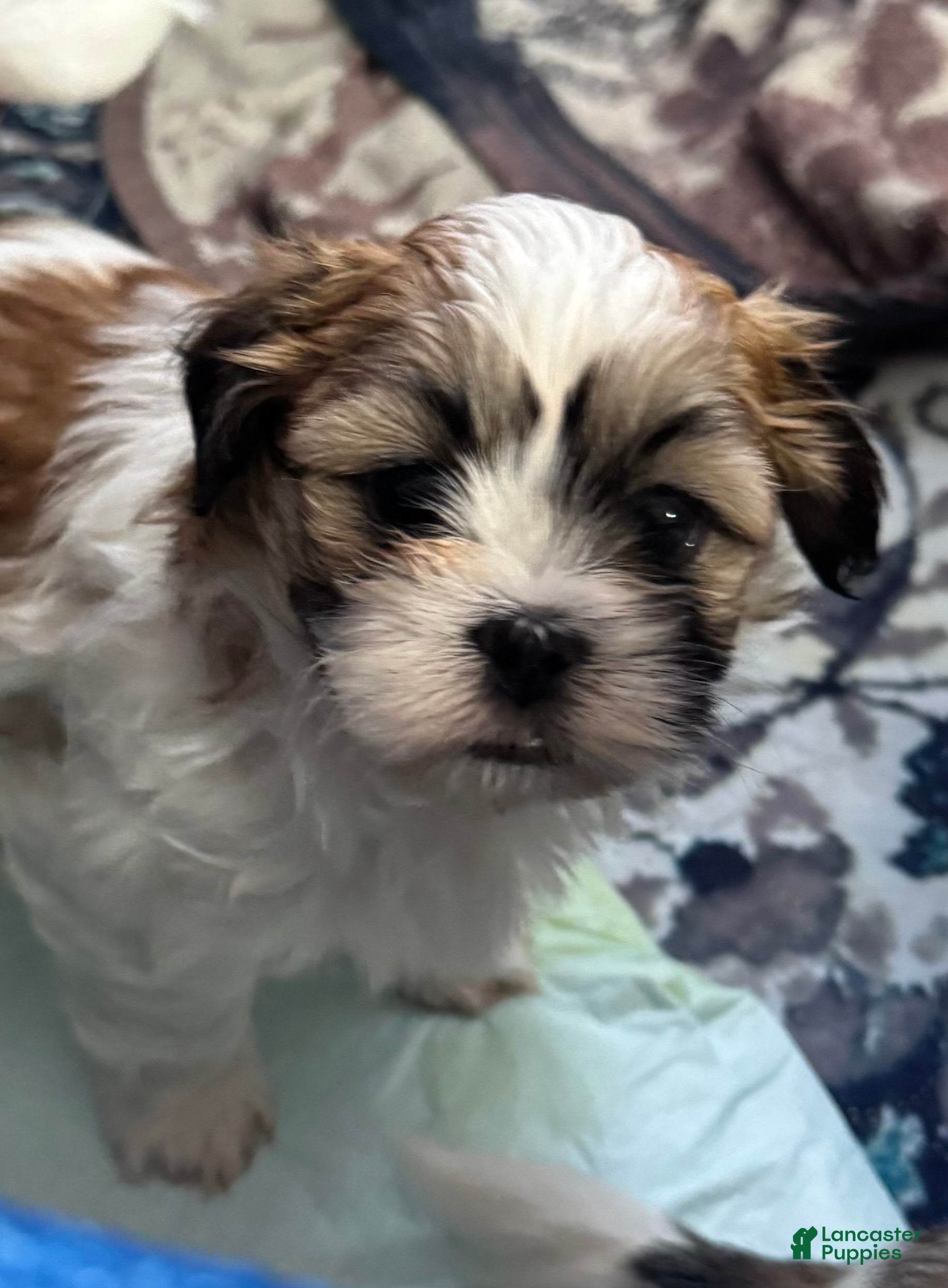 Teddy Bear dogs Luna  - Ad 1