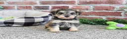 Miniature Schnauzer dogs for sale: Ranger  - Ad 2