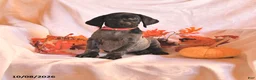 German Shorthaired Pointer dogs for sale: Cassidy - Ad 1