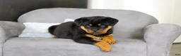 Rottweiler dogs for sale: Queen - Ad 7