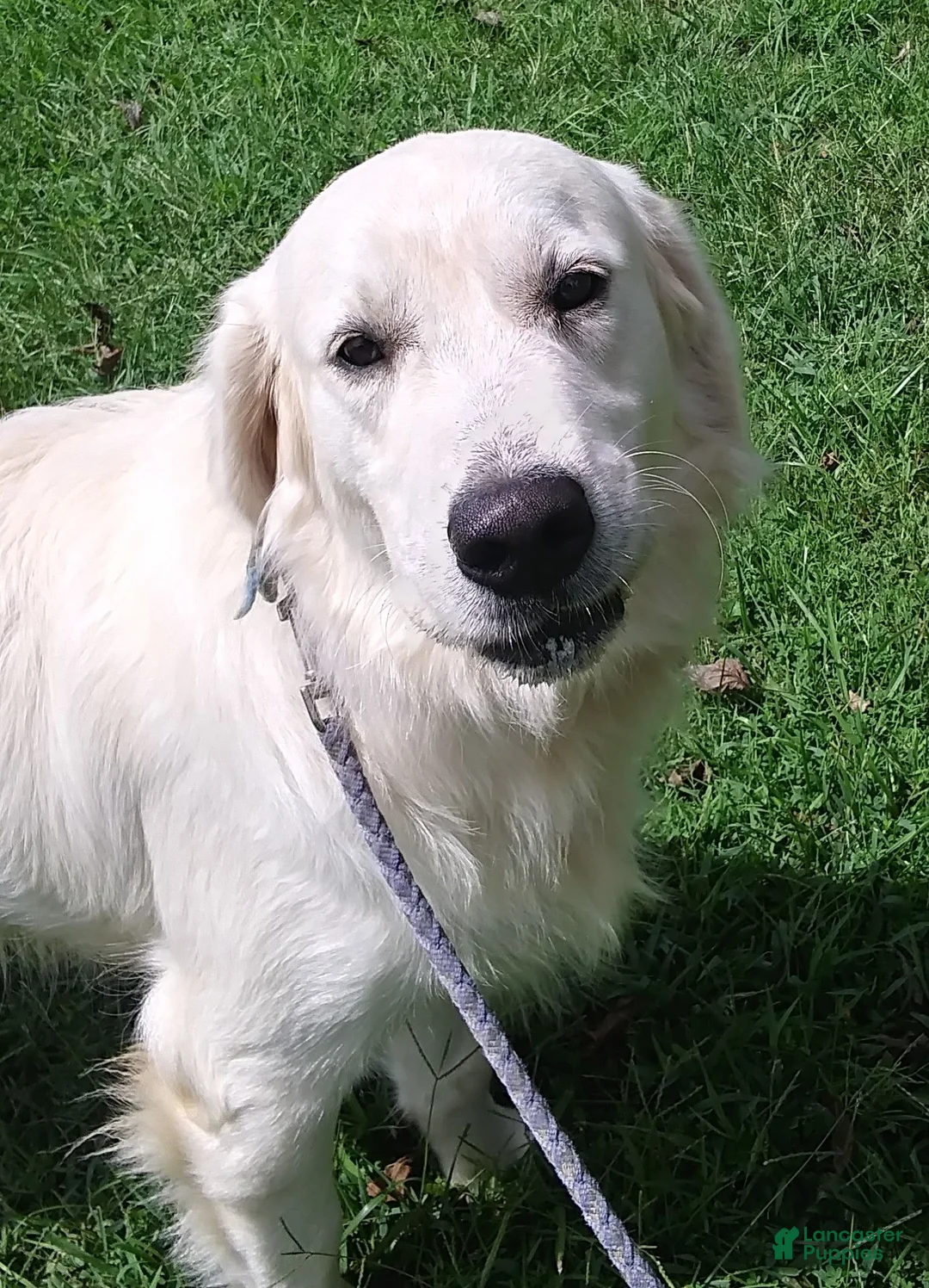 Golden Retriever dogs for sale: Sam - Ad 4