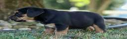 Beabull dogs for sale: Ace 🐶✨ - Ad 5