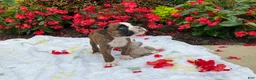Boxer dogs for sale: Koby - Ad 9