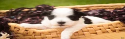 Havanese dogs for sale: Libby Havanese  - Ad 3