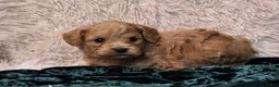 Mini Goldendoodle dogs for sale: Jaxon - Ad 3
