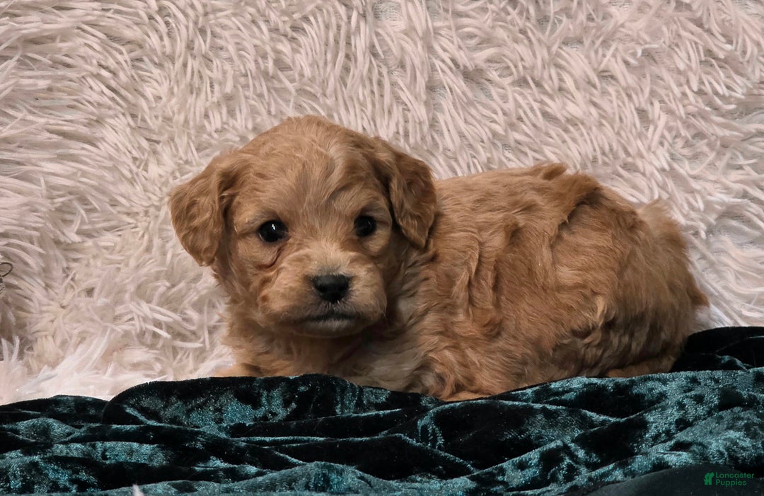 Mini Goldendoodle dogs for sale: Jaxon - Ad 3