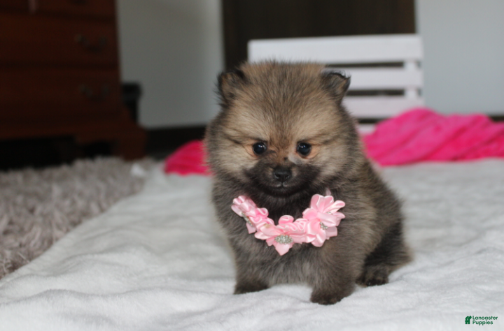 Pomeranian dogs Zoey - Ad 2