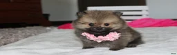 Pomeranian dogs for sale: Zoey - Ad 2