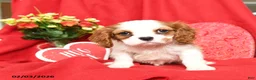 Cavalier King Charles Spaniel dogs for sale: Prince   - Ad 3