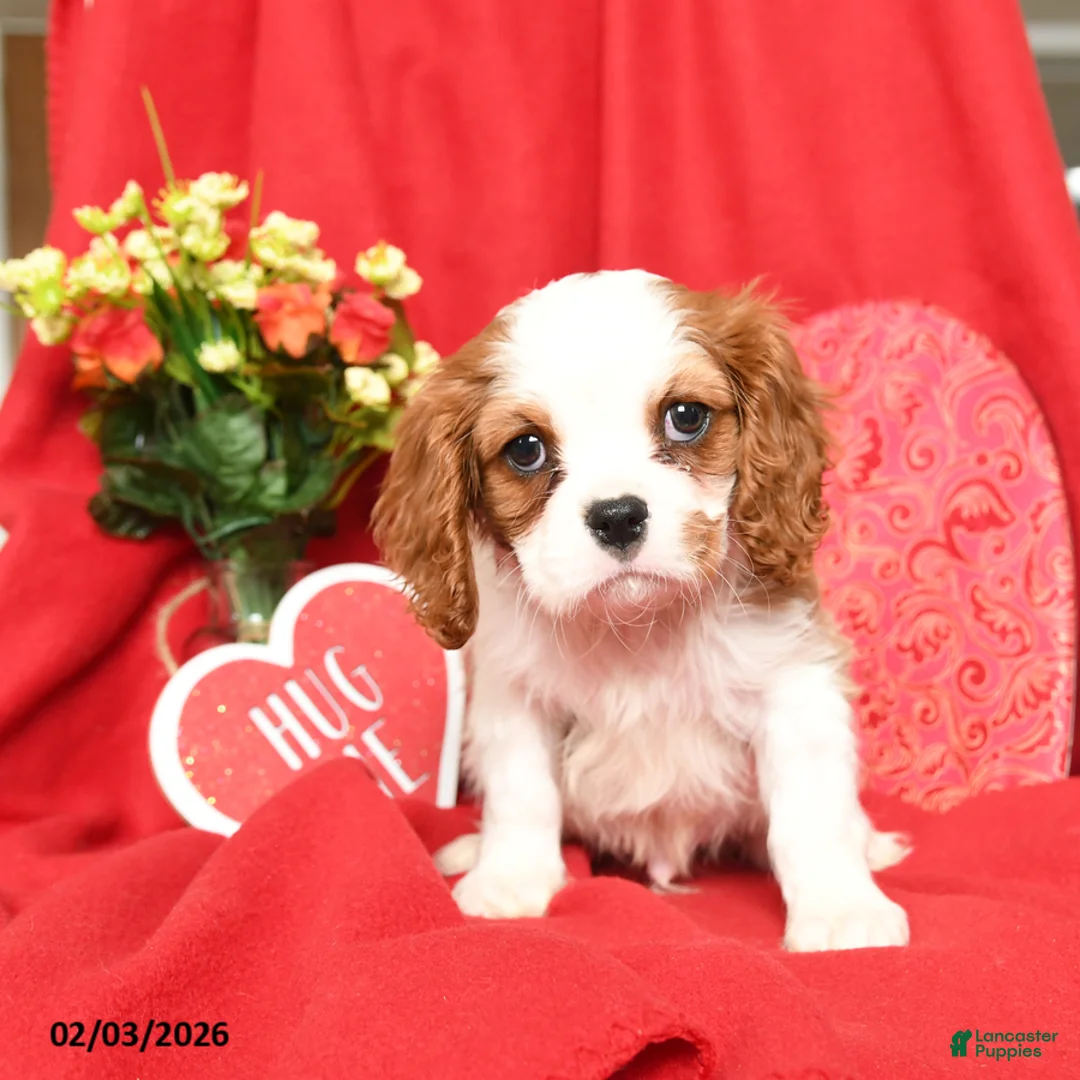 Cavalier King Charles Spaniel dogs for sale: Prince   - Ad 3