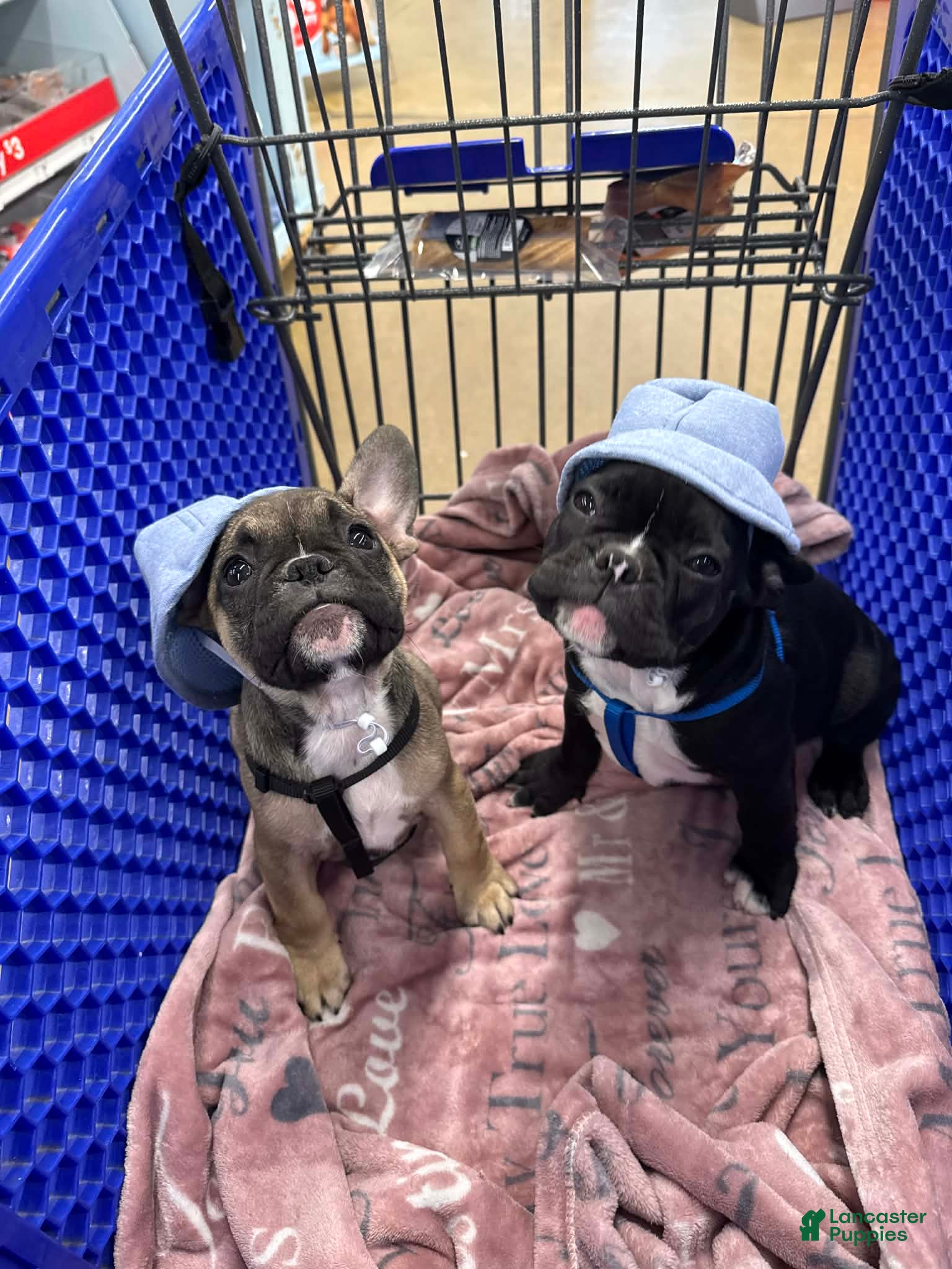 French Bulldog dogs Jojo - Ad 19