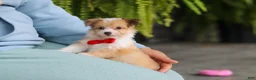 Mixed Breed dogs for sale: Milo - Ad 3