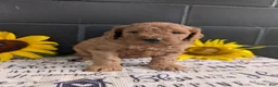 Goldendoodle dogs for sale: Lolly  - Ad 5