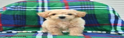 Bichpoo dogs for sale: Happy   - Ad 2