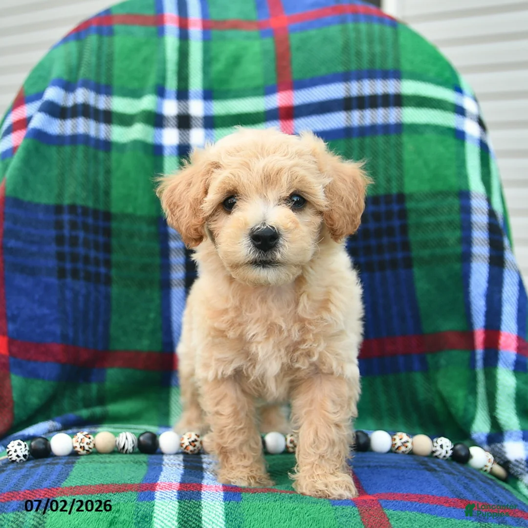 Bichpoo dogs for sale: Happy   - Ad 2