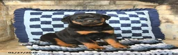 Rottweiler dogs for sale: Raven - Ad 3