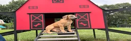Great Dane dogs for sale: Patience Great Dane  - Ad 3