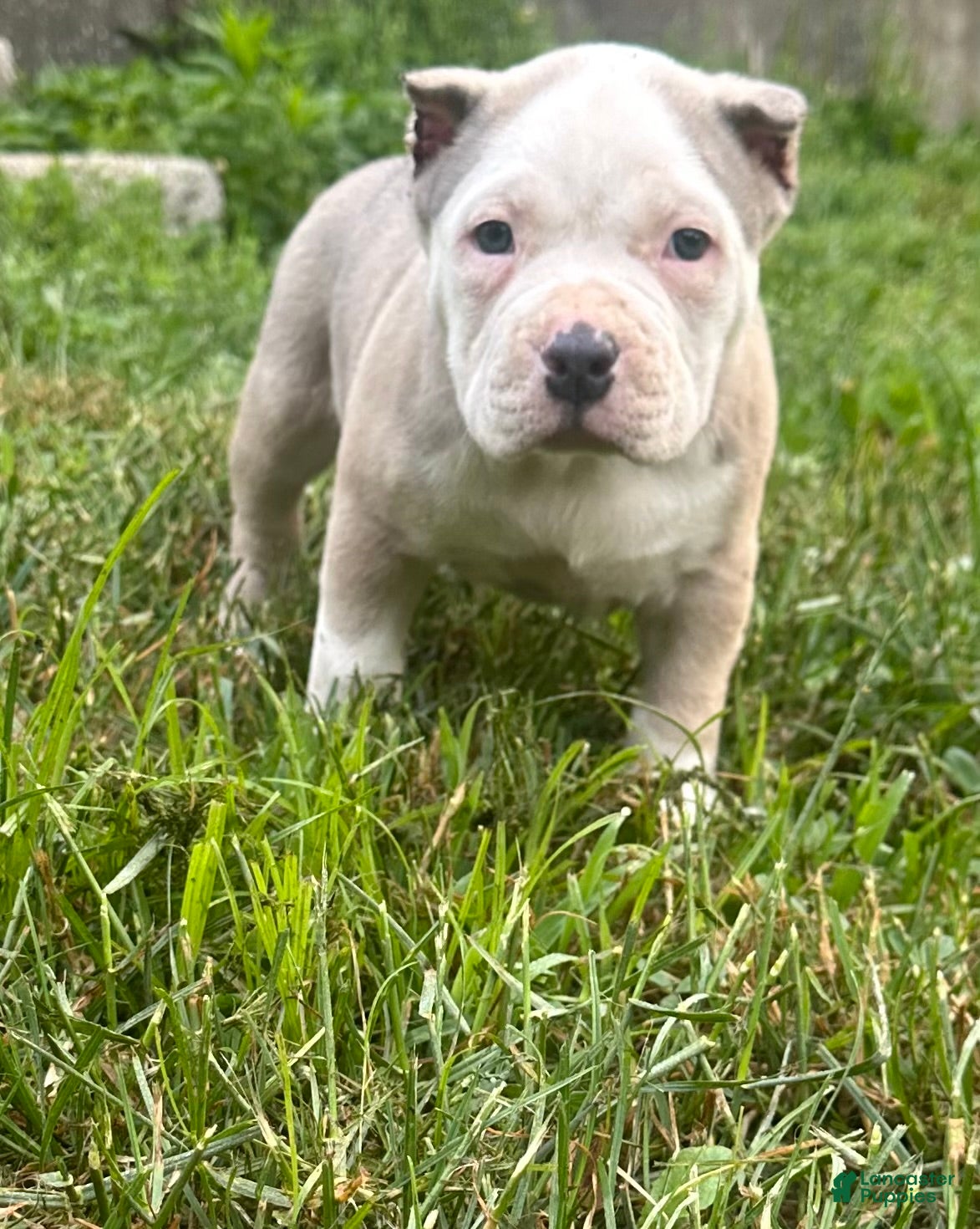 American Bully dogs Bailey  - Ad 1