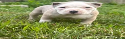 American Bully dogs for sale: Bailey  - Ad 1