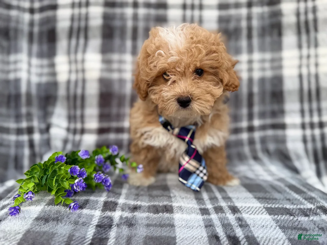 Bichpoo dogs for sale: Fred - Ad 2