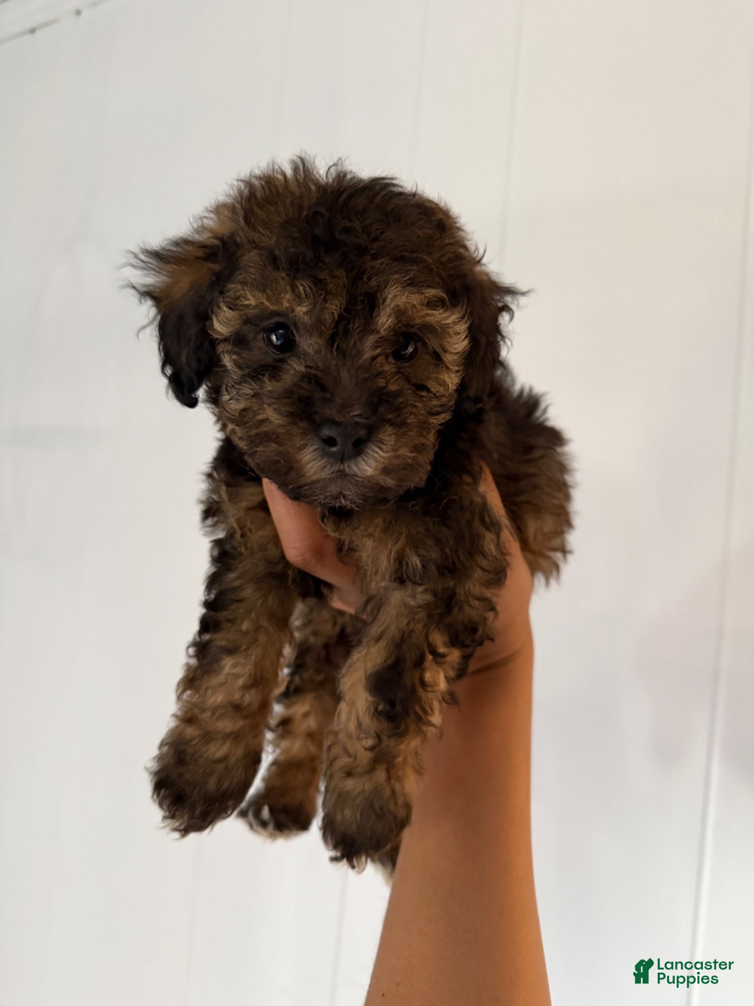 Toy Poodle dogs Toy Poodle Puppy 5 - Ad 14