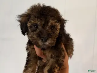 Toy Poodle dogs Toy Poodle Puppy 5 - Ad 32