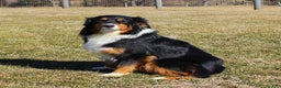 Australian Shepherd dogs for sale: Trixie - Ad 4