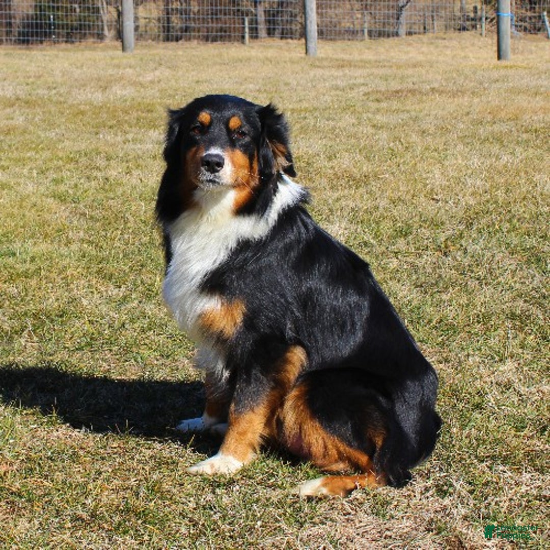 Australian Shepherd dogs for sale: Trixie - Ad 4