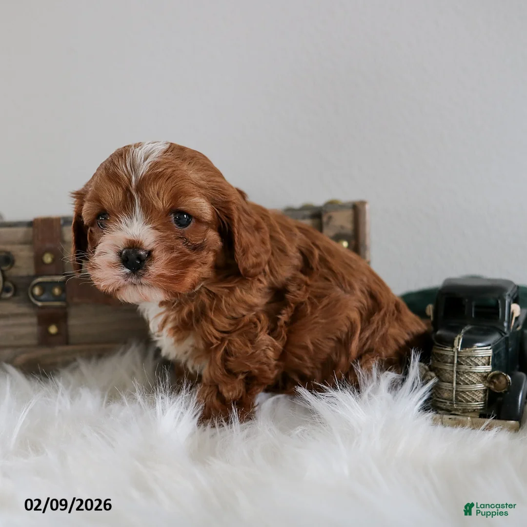 Cavapoo dogs for sale: Benji - Ad 2