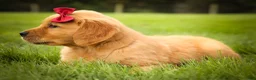 Golden Retriever dogs for sale: Rocco✨ - Ad 6