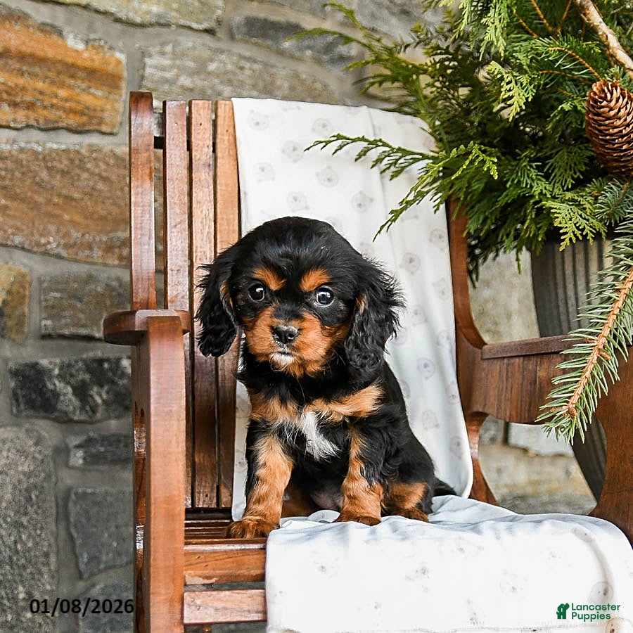 Cavalier King Charles Spaniel dogs Twix - Ad 16