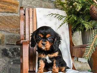 Cavalier King Charles Spaniel dogs Twix - Ad 42