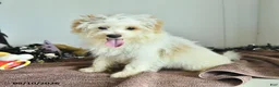 Pomapoo dogs for sale: Freddy - Ad 5