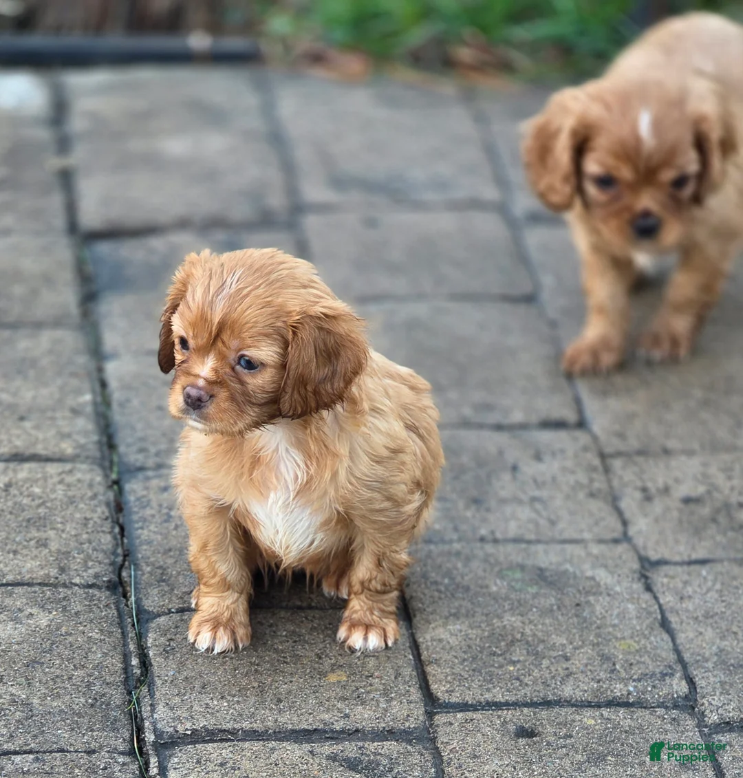 Mixed Breed dogs for sale: Mixed Breed Puppy 2 - Ad 2