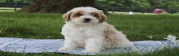Mini Goldendoodle dogs for sale: Tessa - Ad 6
