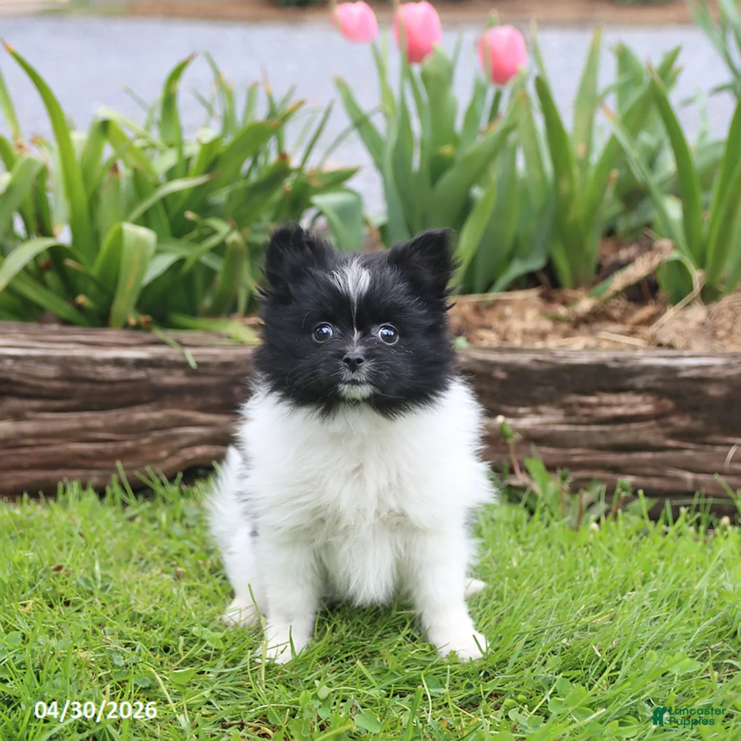 Pomeranian dogs for sale: Tinkerbell - Ad 1