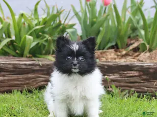 Pomeranian dogs for sale: Tinkerbell - Ad 1