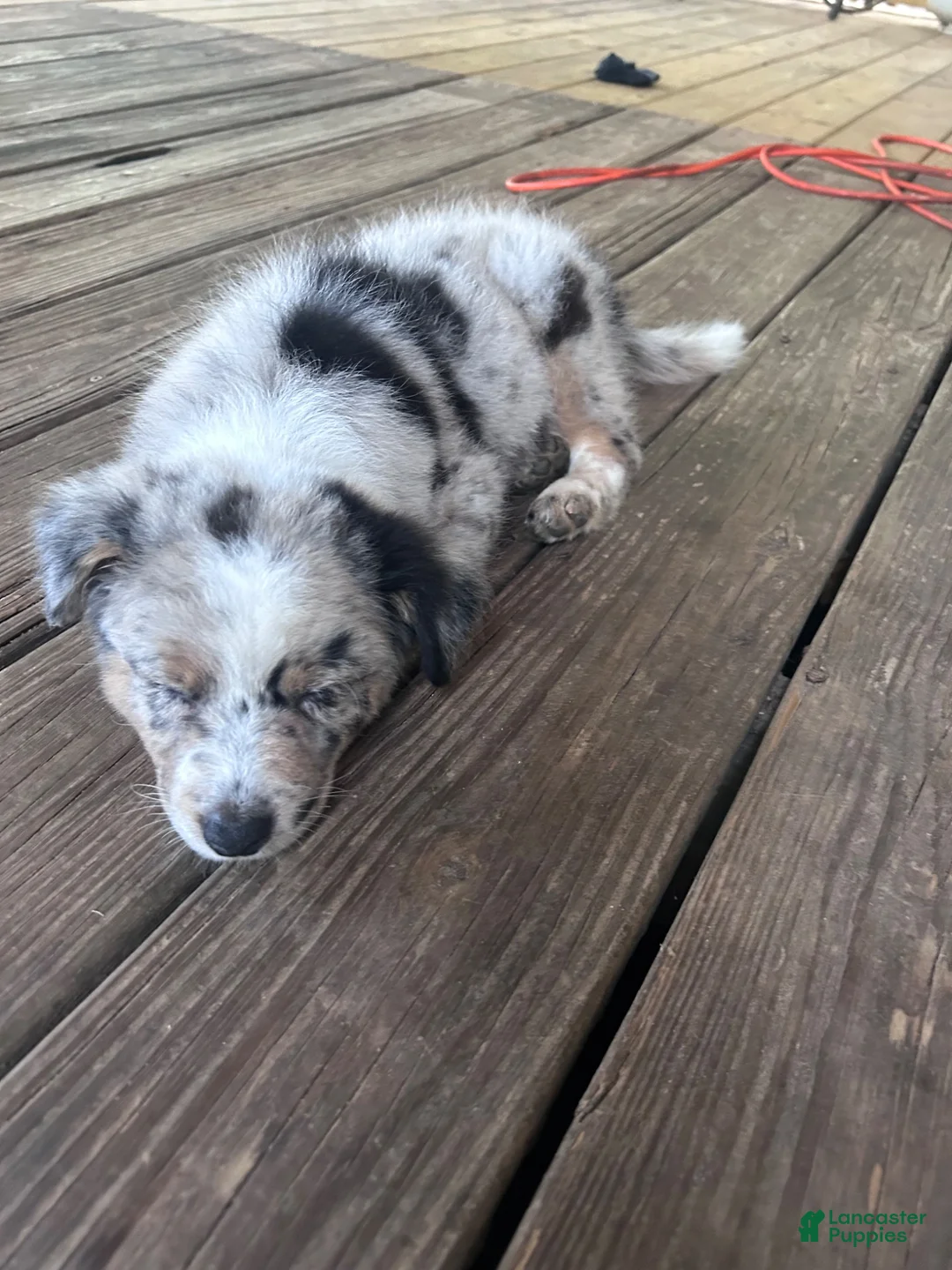 Australian Shepherd dogs for sale: Australian Shepherd 1 - Ad 4