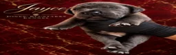 Cane Corso dogs for sale: Jayce - Ad 8