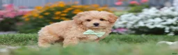 Maltipoo dogs for sale: Sailor - Ad 7