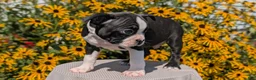 Boston Terrier dogs for sale: Turbo - Ad 10