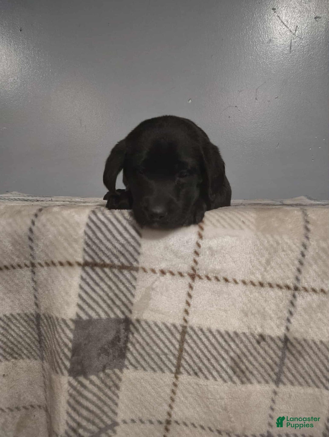 Labrador Retriever dogs for sale: Labrador Retriever Puppy 6 - Ad 1