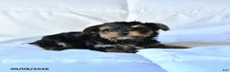 Yorkshire Terrier dogs for sale: Bear - Ad 4