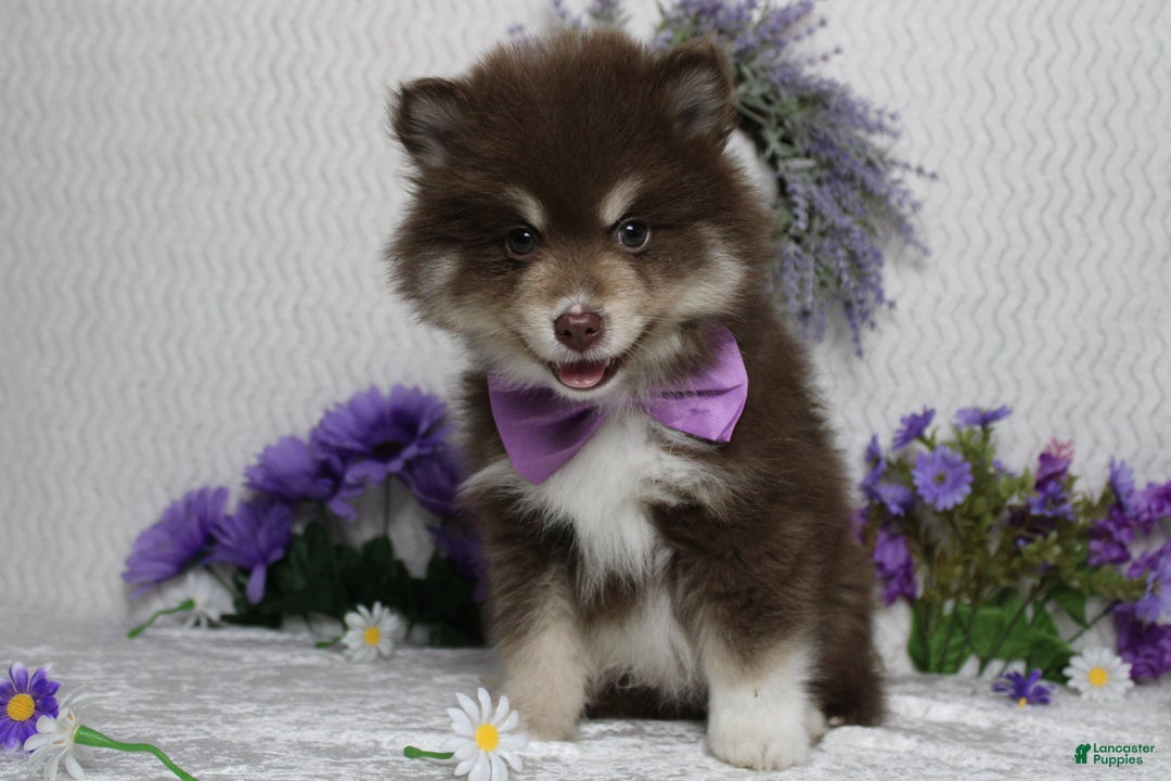 Pomsky dogs for sale: Duey  - Ad 4