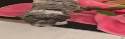 Bernedoodle dogs for sale: Princess - Ad 7