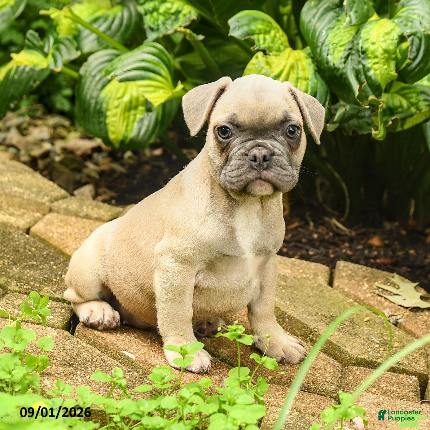 French Bulldog dogs Carlotta - Ad 1