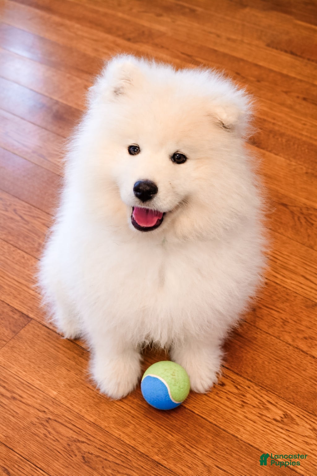 Samoyed dogs Sparki  - Ad 1