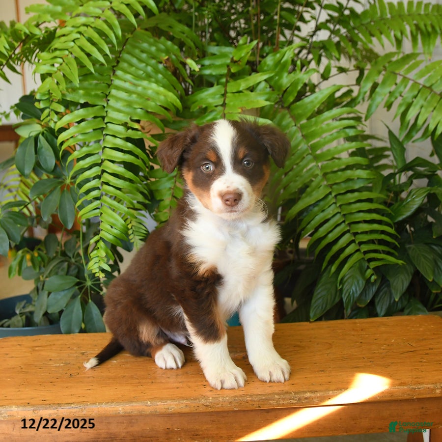 Australian Shepherd dogs Angus - Ad 18